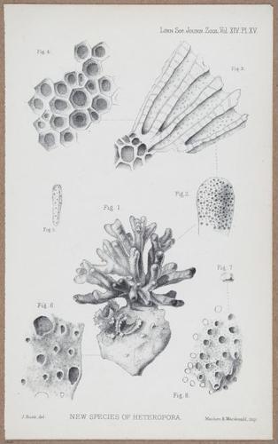 E805 - Linnean - i14095