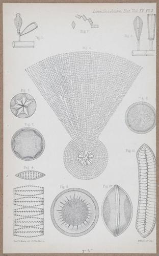 E805 - Linnean - i14105