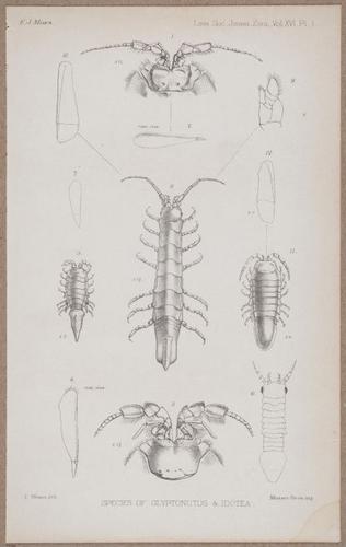 E805 - Linnean - i14122