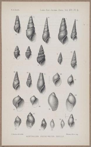 E805 - Linnean - i14126