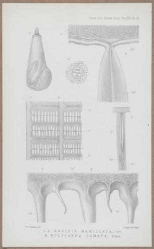 E805 - Linnean - i14131