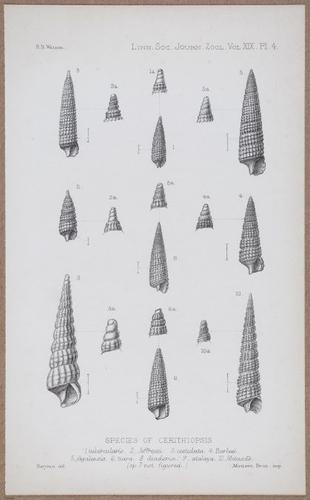 E805 - Linnean - i14355