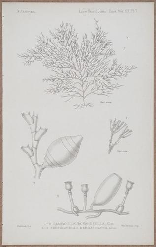E805 - Linnean - i14358