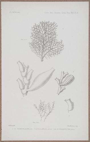 E805 - Linnean - i14359