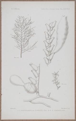 E805 - Linnean - i14360