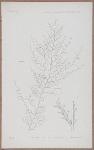 E805 - Linnean - i14362
