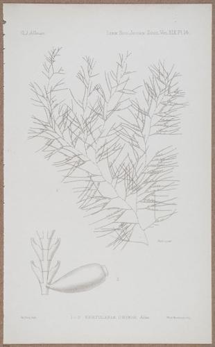 E805 - Linnean - i14365
