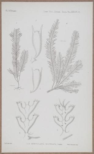 E805 - Linnean - i14366