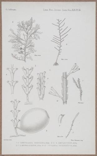 E805 - Linnean - i14367