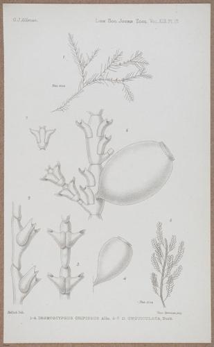 E805 - Linnean - i14368