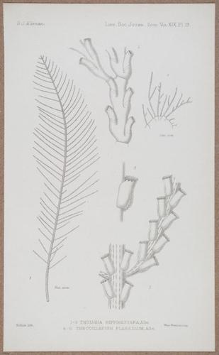 E805 - Linnean - i14370