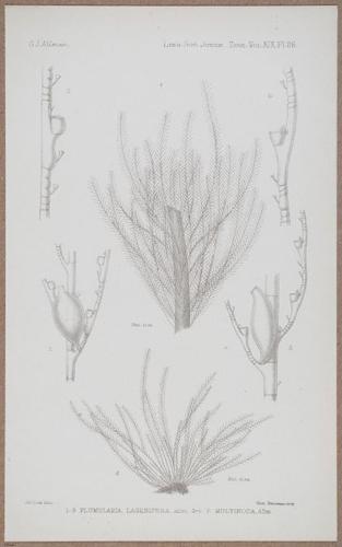 E805 - Linnean - i14377
