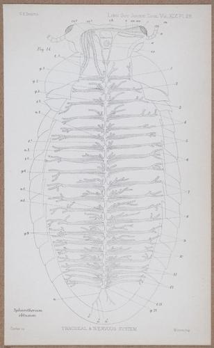 E805 - Linnean - i14380