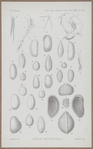 E805 - Linnean - i14390