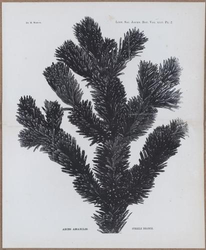 E805 - Linnean - i14401-14402
