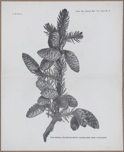 E805 - Linnean - i14413-14414