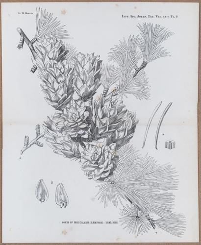E805 - Linnean - i14415-14416