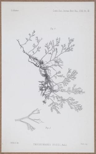 E805 - Linnean - i14420