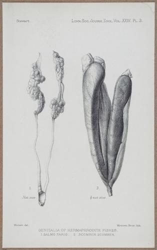 E805 - Linnean - i14458