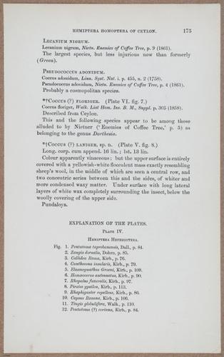E805 - Linnean - i14460