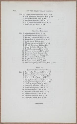 E805 - Linnean - i14461