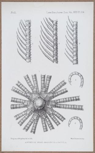 E805 - Linnean - i14483