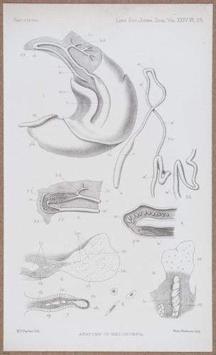 E805 - Linnean - i14487