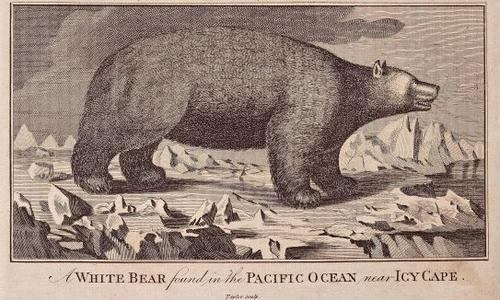 A White Bear Found in the Pacific Ocean near Icy Cape
