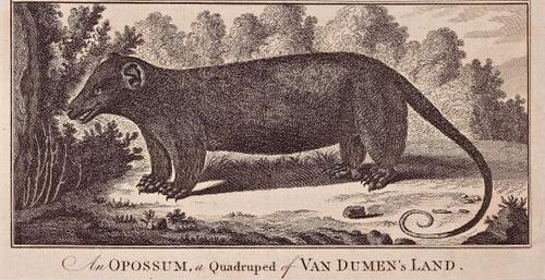An Opossum, a Quadruped of Van Dumen (Diemen's) Land